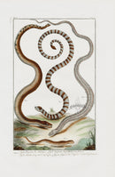 Buchoz Dons Merveilleux Snakes - Panteek Antique Prints