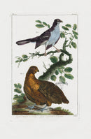 Buchoz Dons Merveilleux Tangara ou l'eveque - Panteek Antique Prints