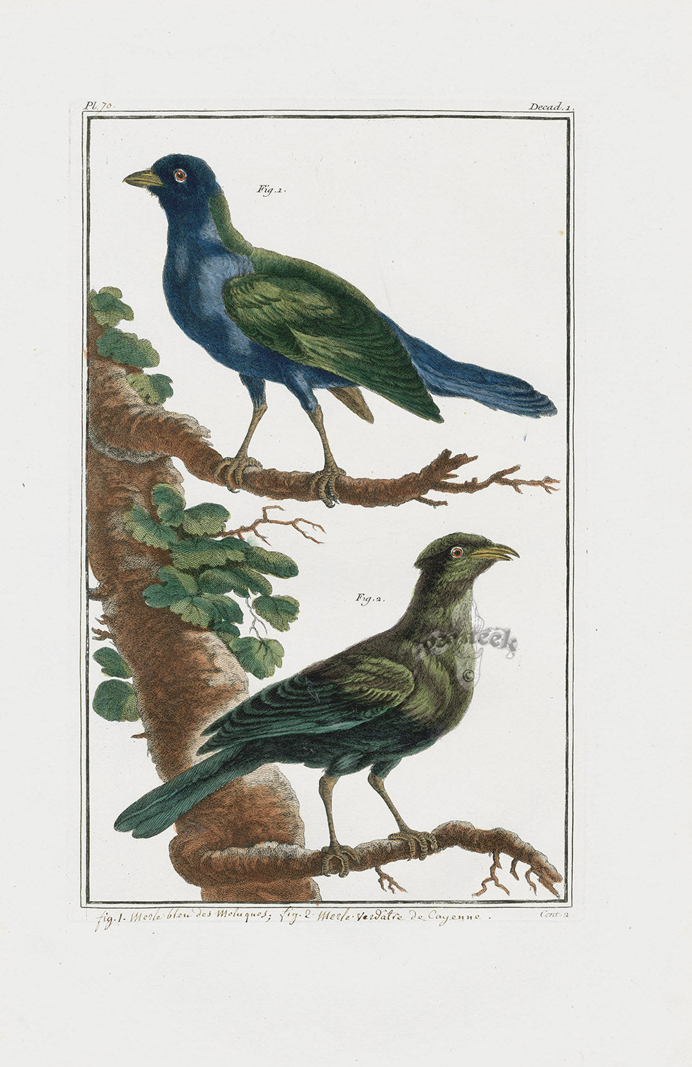 Buchoz Dons Merveilleux Thrush Birds