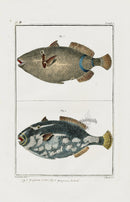 Buchoz Dons Merveilleux Trigger Fish - Panteek Antique Prints