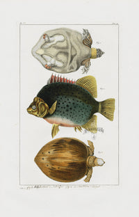 Buchoz Dons Merveilleux Turtle and Fish - Panteek Antique Prints