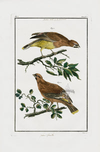 Buchoz Dons Merveilleux Waxwing - Panteek Antique Prints