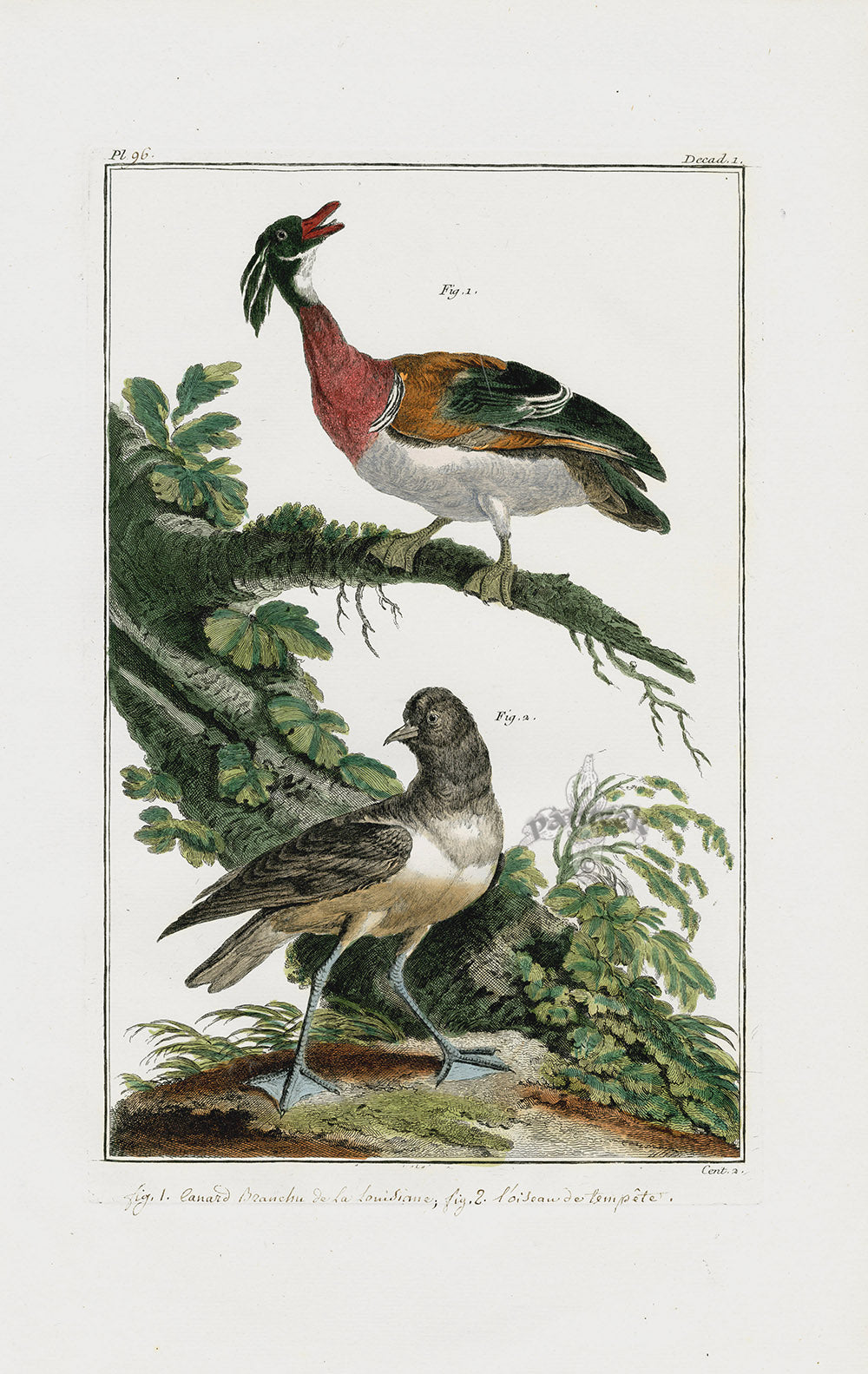 Buchoz Dons Merveilleux Wood Duck