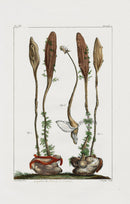 Buchoz Dons Merveilleux Zoophites - Panteek Antique Prints