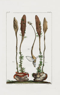 Buchoz Dons Merveilleux Zoophites - Panteek Antique Prints