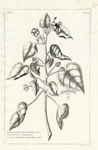 Buchoz Herbier 1783 Abutilon Indicum - Panteek Antique Prints