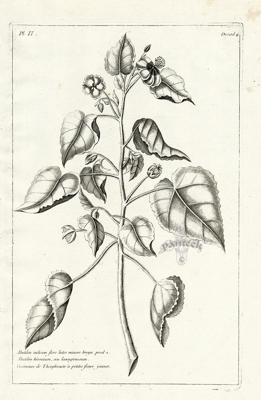 Buchoz Herbier 1783 Abutilon Indicum