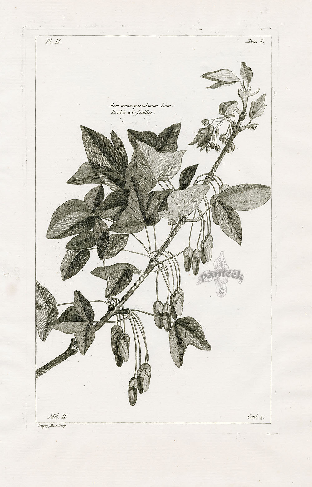 Buchoz Herbier 1783 Acer Mons-Pessulanum
