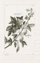 Buchoz Herbier 1783 Acer Mons-Pessulanum - Panteek Antique Prints