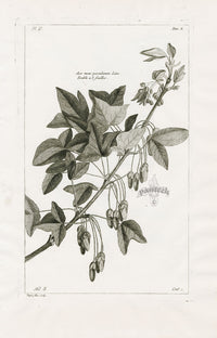 Buchoz Herbier 1783 Acer Mons-Pessulanum - Panteek Antique Prints
