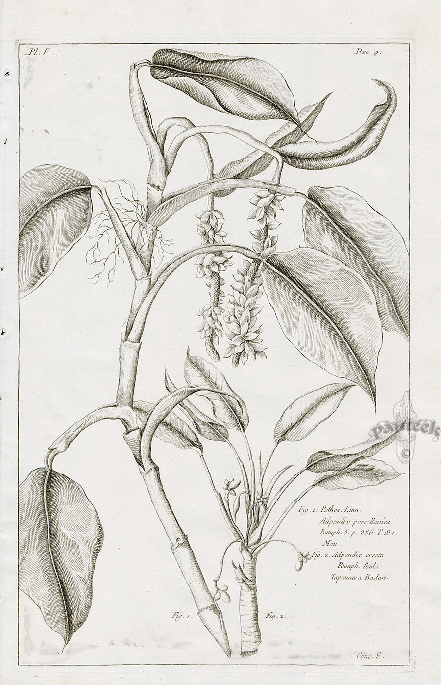 Buchoz Herbier 1783 Adpendix Porcellanica