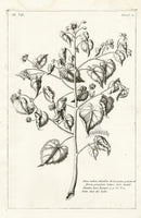 Buchoz Herbier 1783 Alcea Indica - Panteek Antique Prints