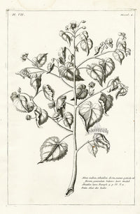 Buchoz Herbier 1783 Alcea Indica - Panteek Antique Prints