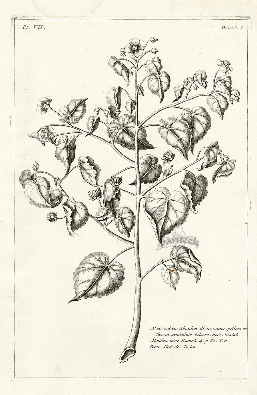 Buchoz Herbier 1783 Alcea Indica