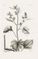 Buchoz Herbier 1783 Althaea Officinalis - Panteek Antique Prints