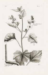 Buchoz Herbier 1783 Althaea Officinalis - Panteek Antique Prints