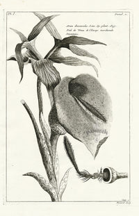 Buchoz Herbier 1783 Arum Dracunculus - Panteek Antique Prints