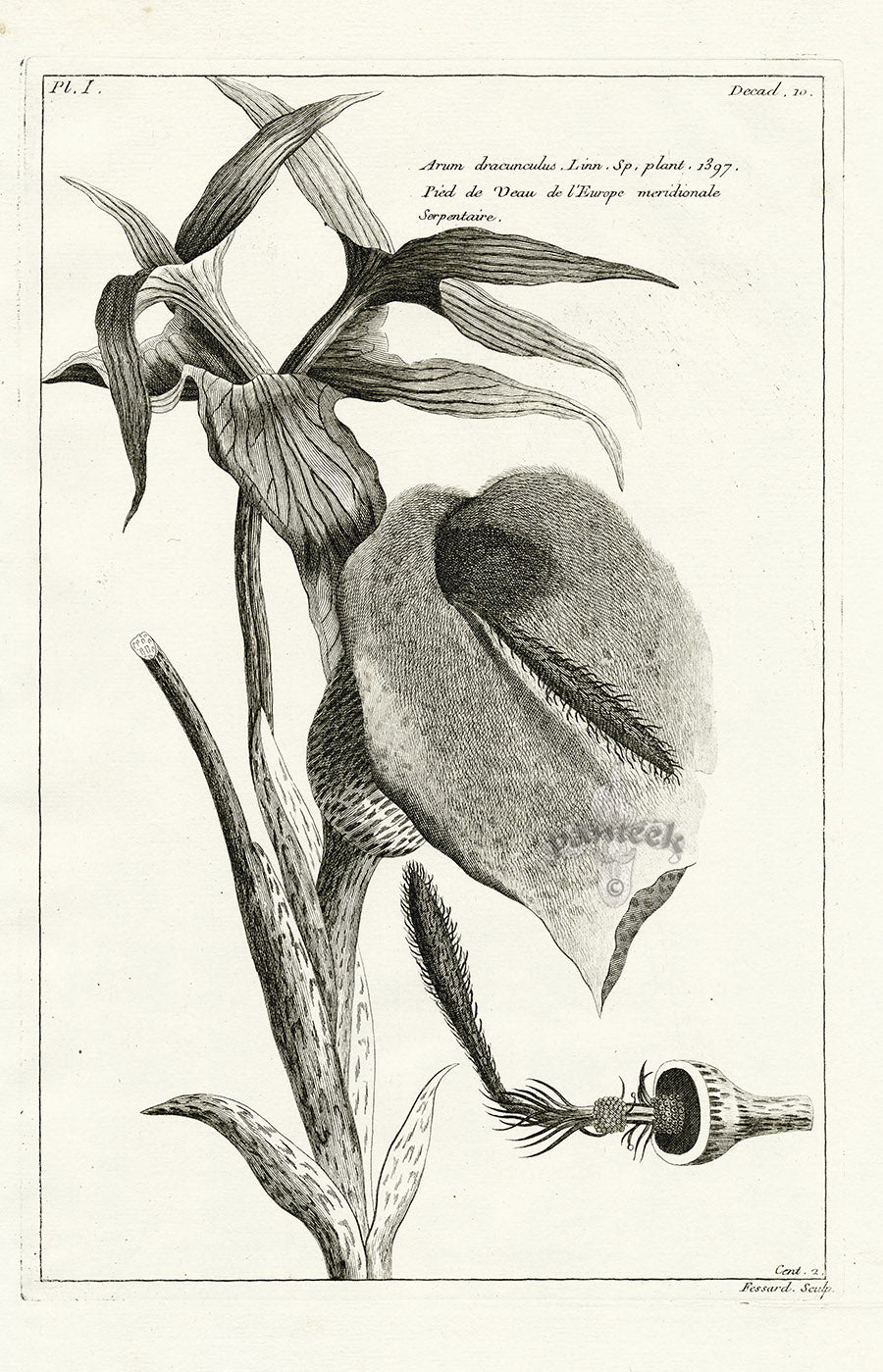 Buchoz Herbier 1783 Arum Dracunculus