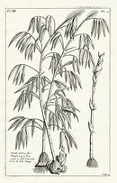 Buchoz Herbier 1783 Arundo Arborea - Panteek Antique Prints