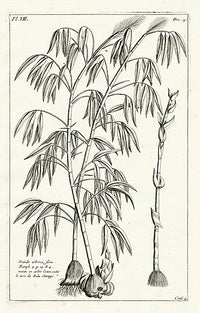 Buchoz Herbier 1783 Arundo Arborea - Panteek Antique Prints