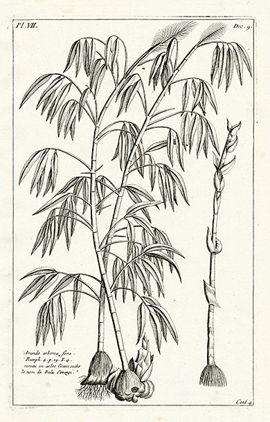 Buchoz Herbier 1783 Arundo Arborea