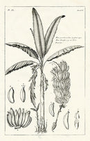 Buchoz Herbier 1783 Banana Musa Paradisiaca - Panteek Antique Prints