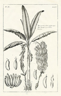 Buchoz Herbier 1783 Banana Musa Paradisiaca - Panteek Antique Prints