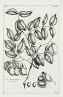 Buchoz Herbier 1783 Caju Galedupa - Panteek Antique Prints