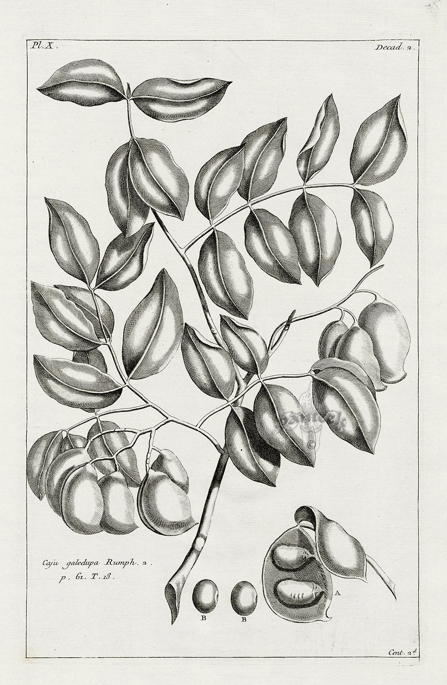 Buchoz Herbier 1783 Caju Galedupa