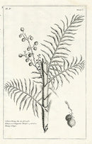 Buchoz Herbier 1783 Calamus Rotang 128 - Panteek Antique Prints