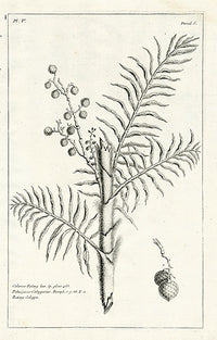Buchoz Herbier 1783 Calamus Rotang 128 - Panteek Antique Prints