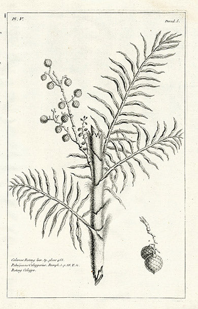 Buchoz Herbier 1783 Calamus Rotang 128