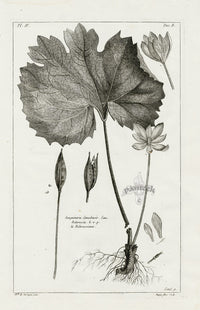 Buchoz Herbier 1783 Canadian Bloodroot - Panteek Antique Prints