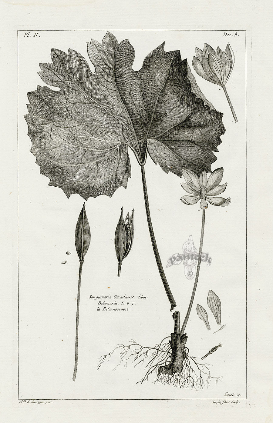 Buchoz Herbier 1783 Canadian Bloodroot