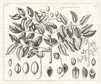 Buchoz Herbier 1783 Canari Vulgare - Panteek Antique Prints