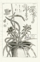 Buchoz Herbier 1783 Cerus Flagelliformis Cactus - Panteek Antique Prints