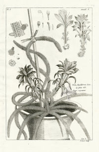 Buchoz Herbier 1783 Cerus Flagelliformis Cactus - Panteek Antique Prints