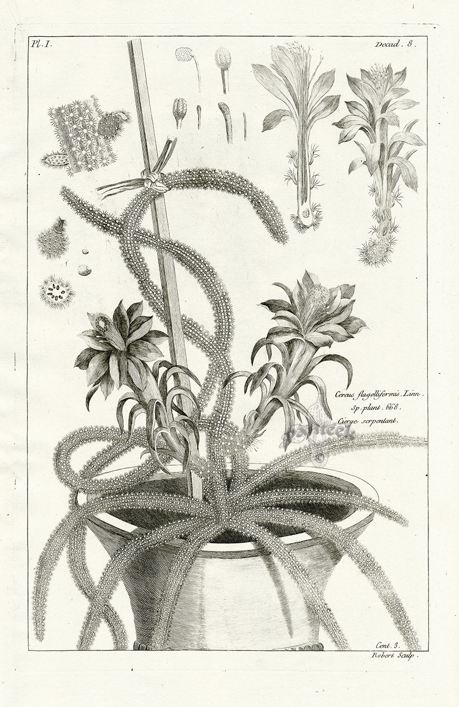 Buchoz Herbier 1783 Cerus Flagelliformis Cactus