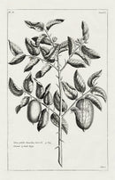 Buchoz Herbier 1783 Citrus Petiolis Linearibus - Panteek Antique Prints