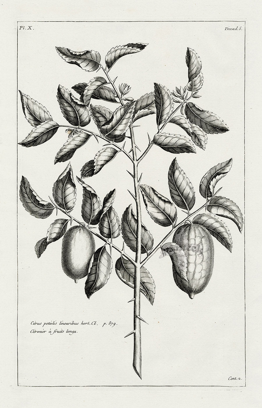 Buchoz Herbier 1783 Citrus Petiolis Linearibus