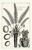 Buchoz Herbier 1783 Coconut Cocos Nucifera 107 - Panteek Antique Prints
