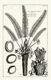 Buchoz Herbier 1783 Coconut Cocos Nucifera 107 - Panteek Antique Prints