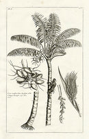 Buchoz Herbier 1783 Coconut Cocos Nucifera 108 - Panteek Antique Prints