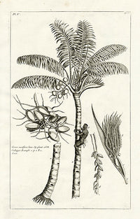 Buchoz Herbier 1783 Coconut Cocos Nucifera 108 - Panteek Antique Prints