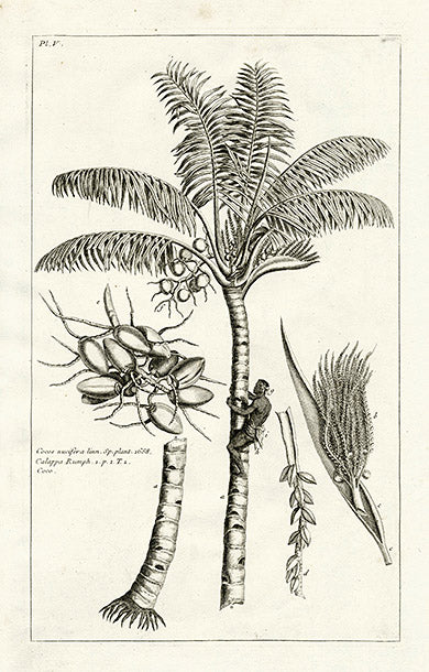 Buchoz Herbier 1783 Coconut Cocos Nucifera 108