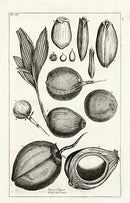 Buchoz Herbier 1783 Coconuts Nuces Calappae - Panteek Antique Prints