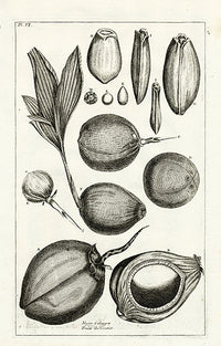 Buchoz Herbier 1783 Coconuts Nuces Calappae - Panteek Antique Prints