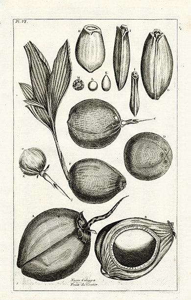 Buchoz Herbier 1783 Coconuts Nuces Calappae