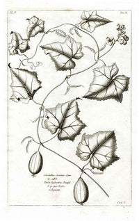 Buchoz Herbier 1783 Colocinthus Cucumis - Panteek Antique Prints