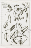 Buchoz Herbier 1783 Contorta Sussuela Esculenta - Panteek Antique Prints